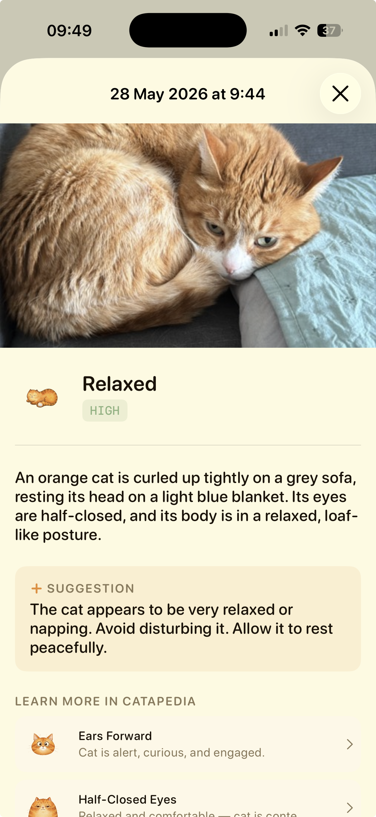 Catslator — Cat mood interpretation